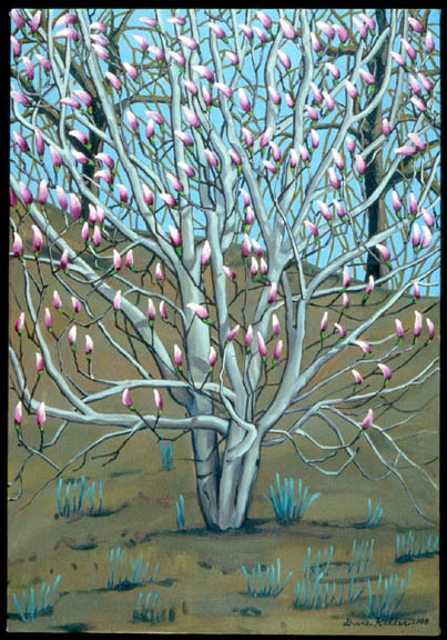 Magnolia